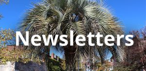 newsletter heading with palm tree background